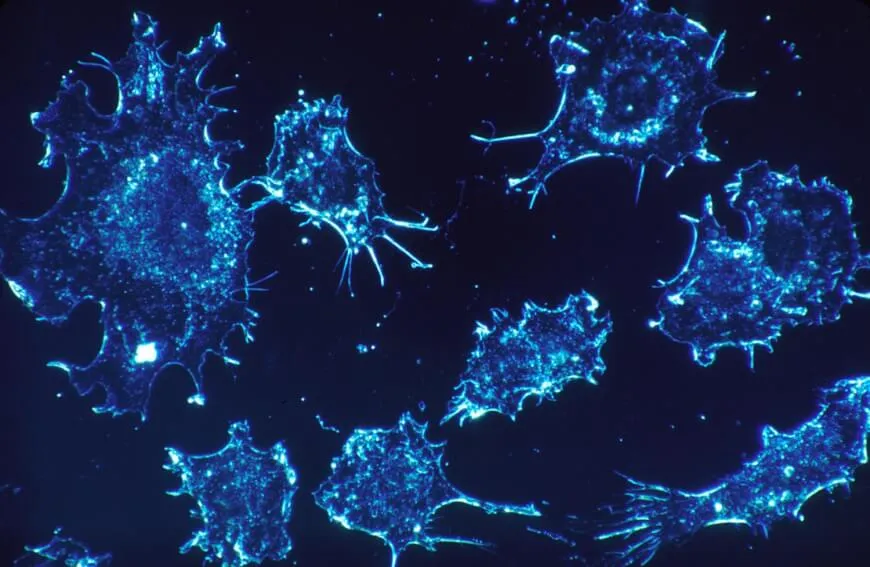 Cancer Pathways